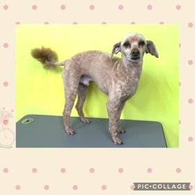 DOGXDOG てんくんの画像