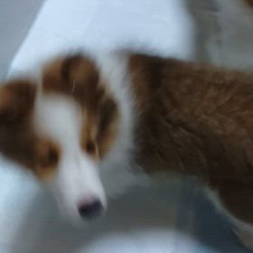 ワンワンワンワンの画像