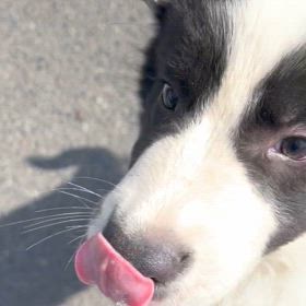 ボーダーコリー　子犬の画像