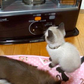 ストーブの画像