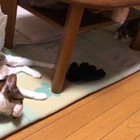 ハマる為に頑張ってます。今はメガダンス！仲良くなれるのかにゃの画像