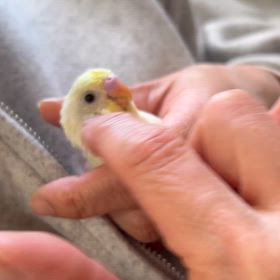 セキセイインコ販売中の画像