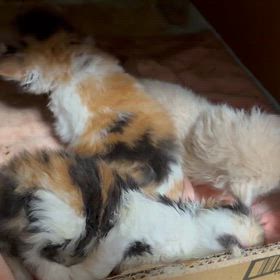 今年最後の子にゃんこ族の画像