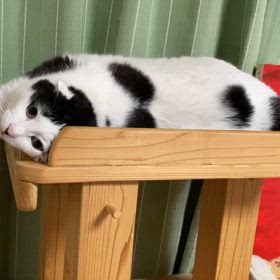 枠にはまらないの画像