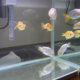 ココロの声。の画像