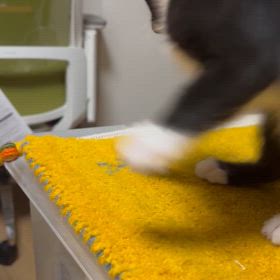 やんちゃ坊主と姫が来たの画像