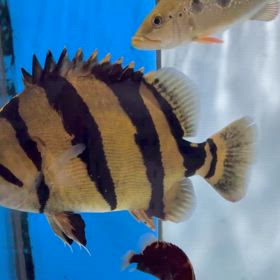 シャムタイガーの迫力ある顔つきと体型がわかる動画！の画像