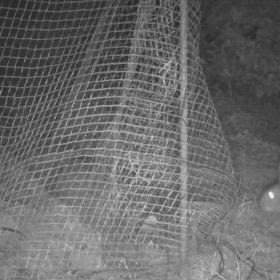 すぎぴたんの事件簿シーズン3　503話（そんなにキュウリがお好き？　ウサギ！）の画像