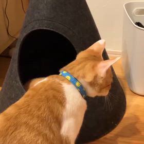 チャタくん(◍•ᴗ•◍)の画像