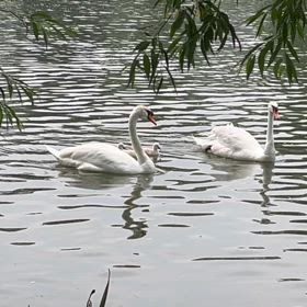 アメリカ、シカゴ在住。日常のひとコマの画像