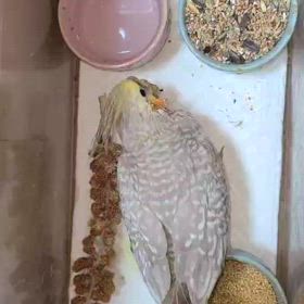 オカメインコの ぽぽ太 成長記録 生後51日の画像