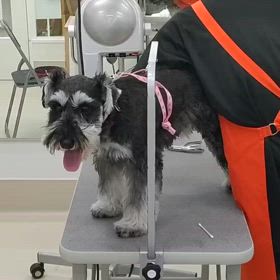 今日のわんこ　爪切り！　の画像