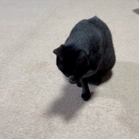 2024/11/01   黒猫さんの　　じじ坊の画像