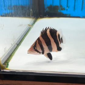 最高級 極太バンドのリアル 沖縄県のお客様にご成約頂きました！の画像
