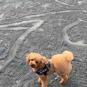 ホークとボール遊びの画像