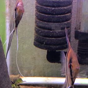 ハイブリッドエンゼル  ペアNo.1  26回目 産卵の画像