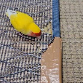 デストロイヤーさくらの画像