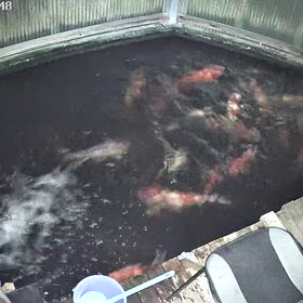 過密飼育の限界の画像