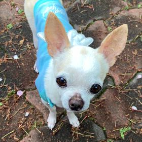 ホーホケキョの画像