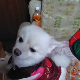 今日のココの画像