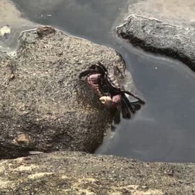 近所でカニ活の画像