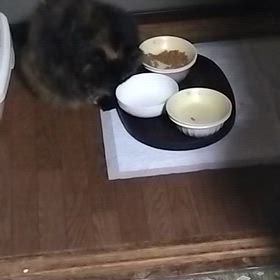 猫との生活その5の画像