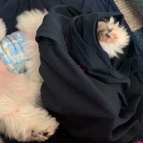 うちのわんこの画像