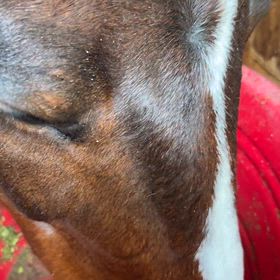 イノシシが罠にかかるの画像