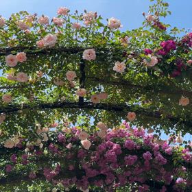 2025/05/13　横浜イングリッシュガーデン　開花状況　満開です！の画像