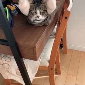 可愛いケケの画像