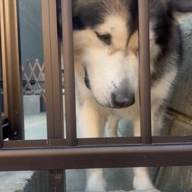 犬に噛まれる瞬間激写！の画像