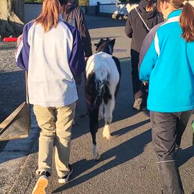ポニーと神社に向かう　２　歩きが早いウルムの画像
