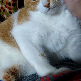 野良猫の宿命の画像