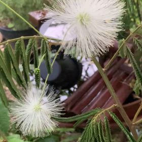 ネムノキの画像