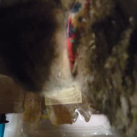 紅はるかの干しいもの画像