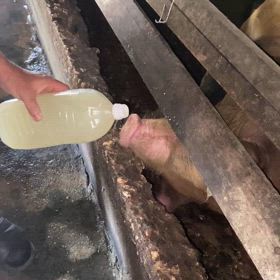 美を意識したブタさんの画像