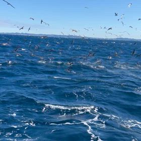 追加の動画の画像