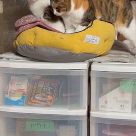 猫団子の季節の画像