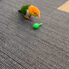 嬉しいお里帰り。の画像