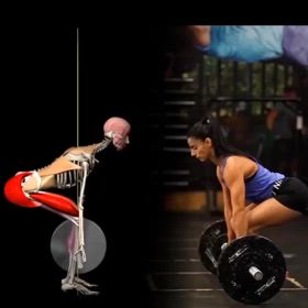 骨格で見るトレーニングの画像