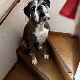 サンタさんへのお手紙の画像