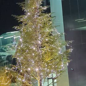 今日も雨のクリスマスの画像