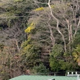 雪が舞ってるの画像