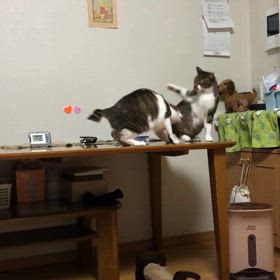 カルディでたまに緩い甘過ぎなコーヒー飲んで… 助けてにゃ！の画像