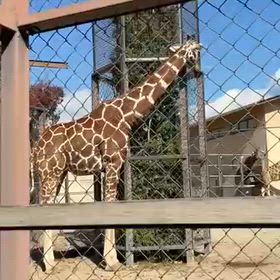 京都市動物園へ行ってきたよー❣️の画像