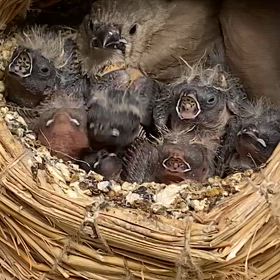 キンカチョウの巣の画像