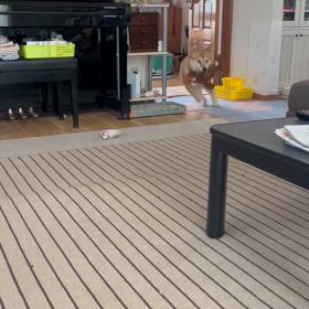 愛犬ハチ１6歳　今日も元気いっぱいの画像