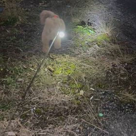 サリーと救急車の画像