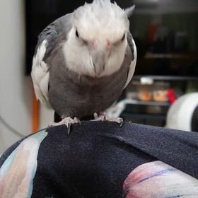 オビくんだって、やるときゃやる！の画像