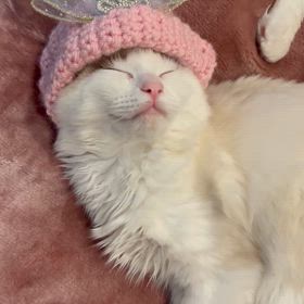 猫の編み物帽子の画像